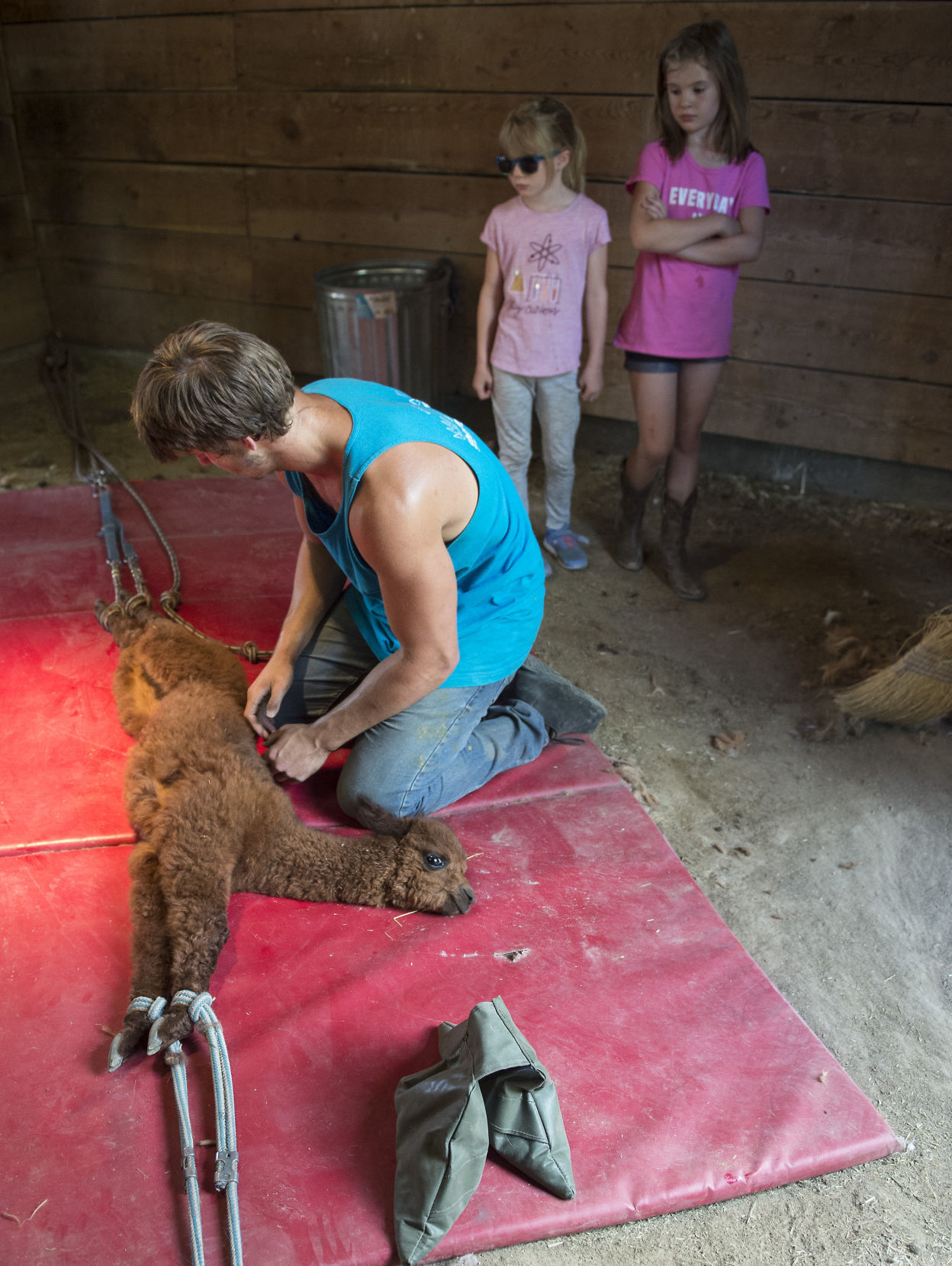 Shearing Alpacas